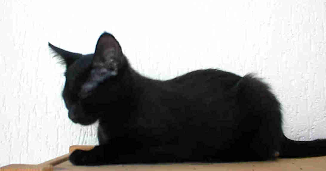 hier sieht man mich bei meiner 2. Lieblingsbeschftigung .... Schlafen!