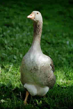 11_02a.jpg (8041 Byte)